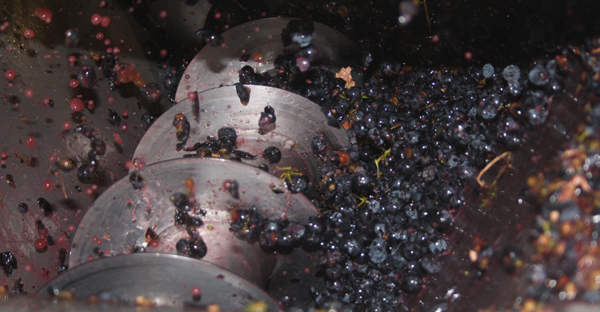 Crushing the Grapes